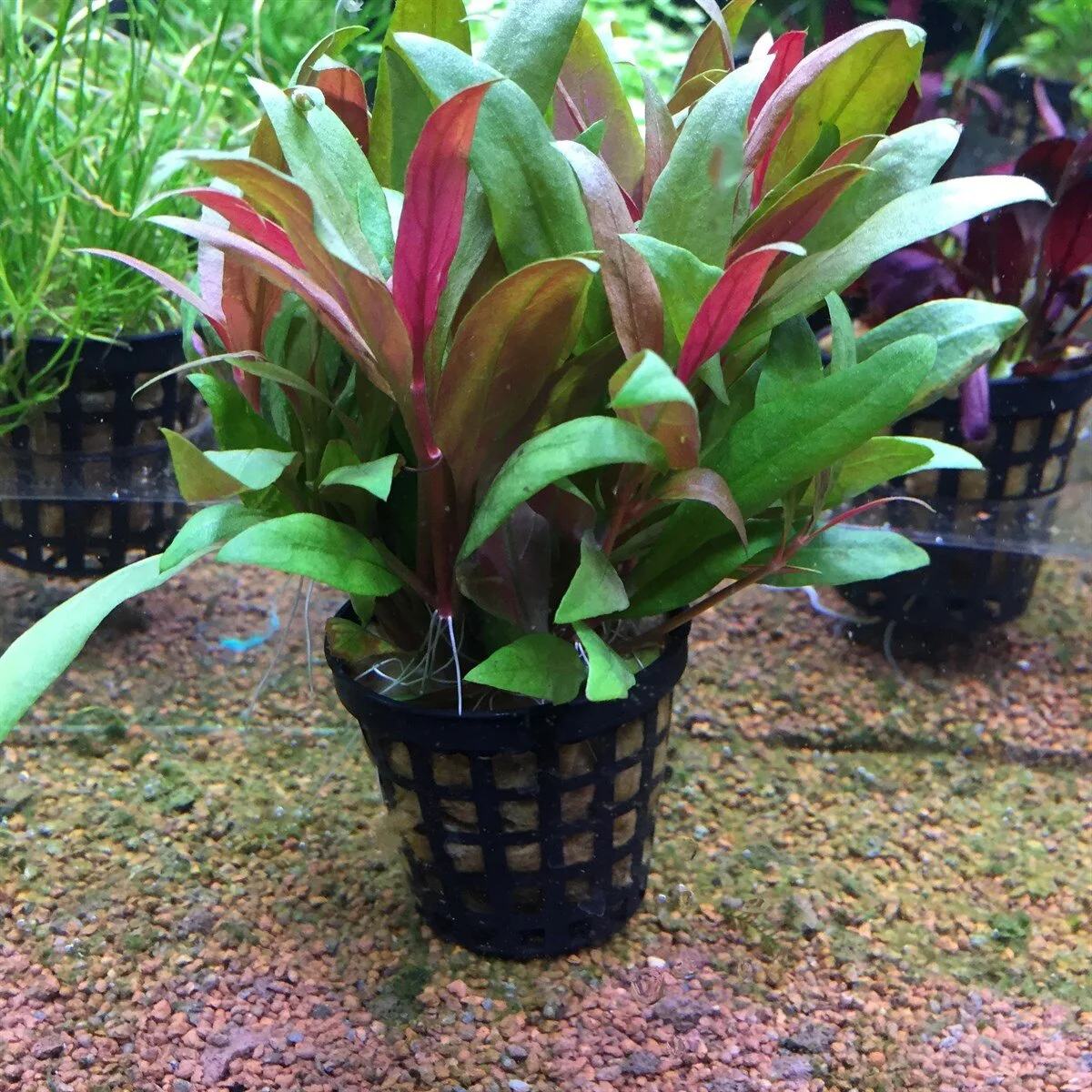 Alternanthera Reineckii
