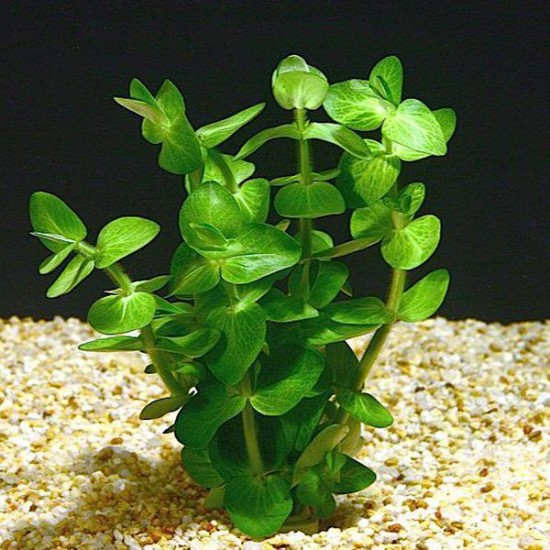 Bacopa Lanigera Saksı Canlı Bitki