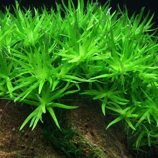 Heteranthera Zosterifolia Saksı Canlı Bitki