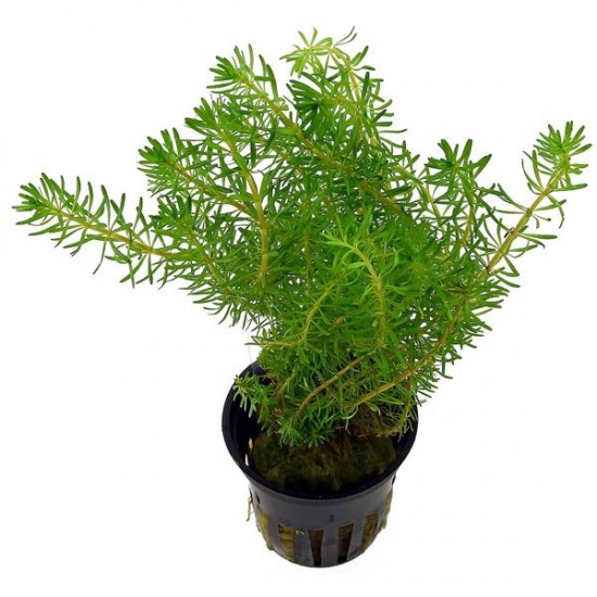 Rotala Wallichi Green Saksı Canlı Bitki