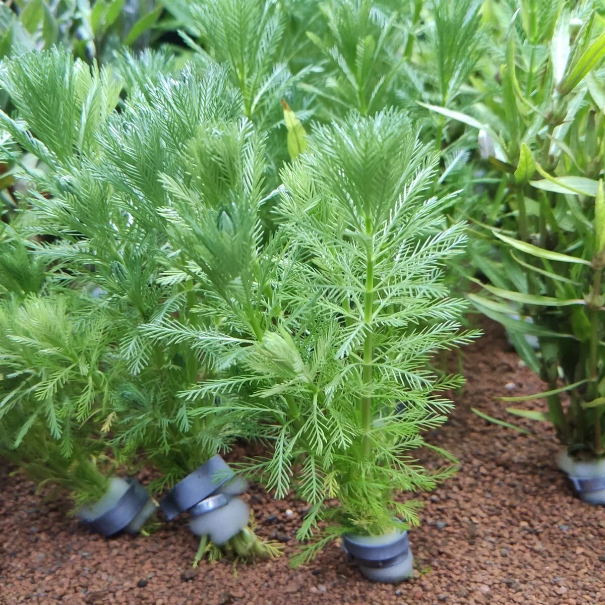 myriophyllum-aquaticum--a9-564